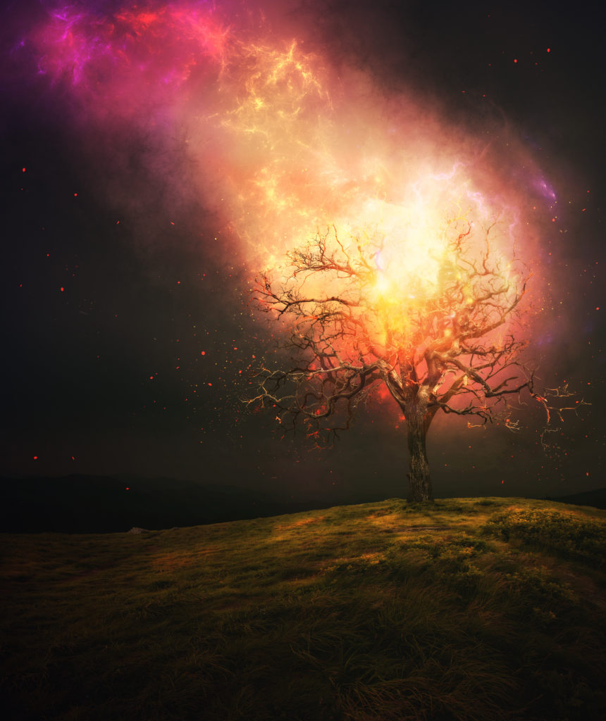 A tree in the meadow is burning up from fire from heaven.